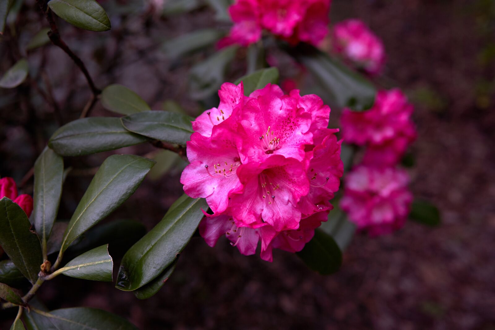 Sony a7 III + Zeiss Vario-Sonnar T* 24-70 mm F2.8 ZA SSM (SAL2470Z) sample photo. Rhododendron, oregon, pink photography