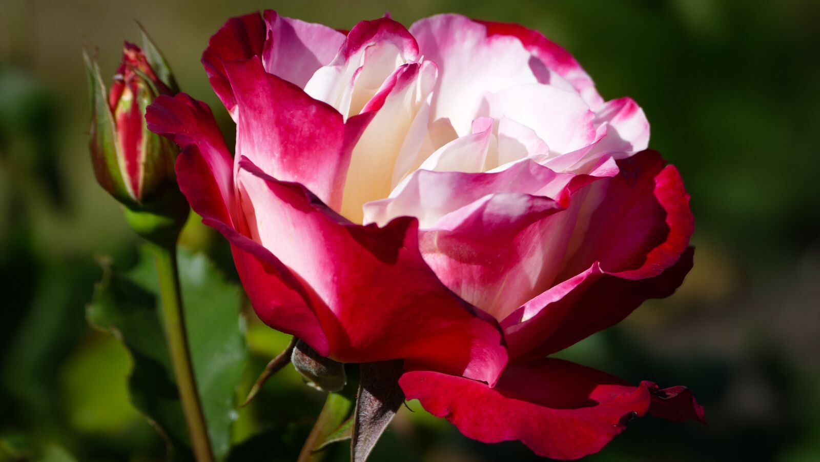 Panasonic Lumix DMC-FZ1000 sample photo. Rose, blossom, bloom photography