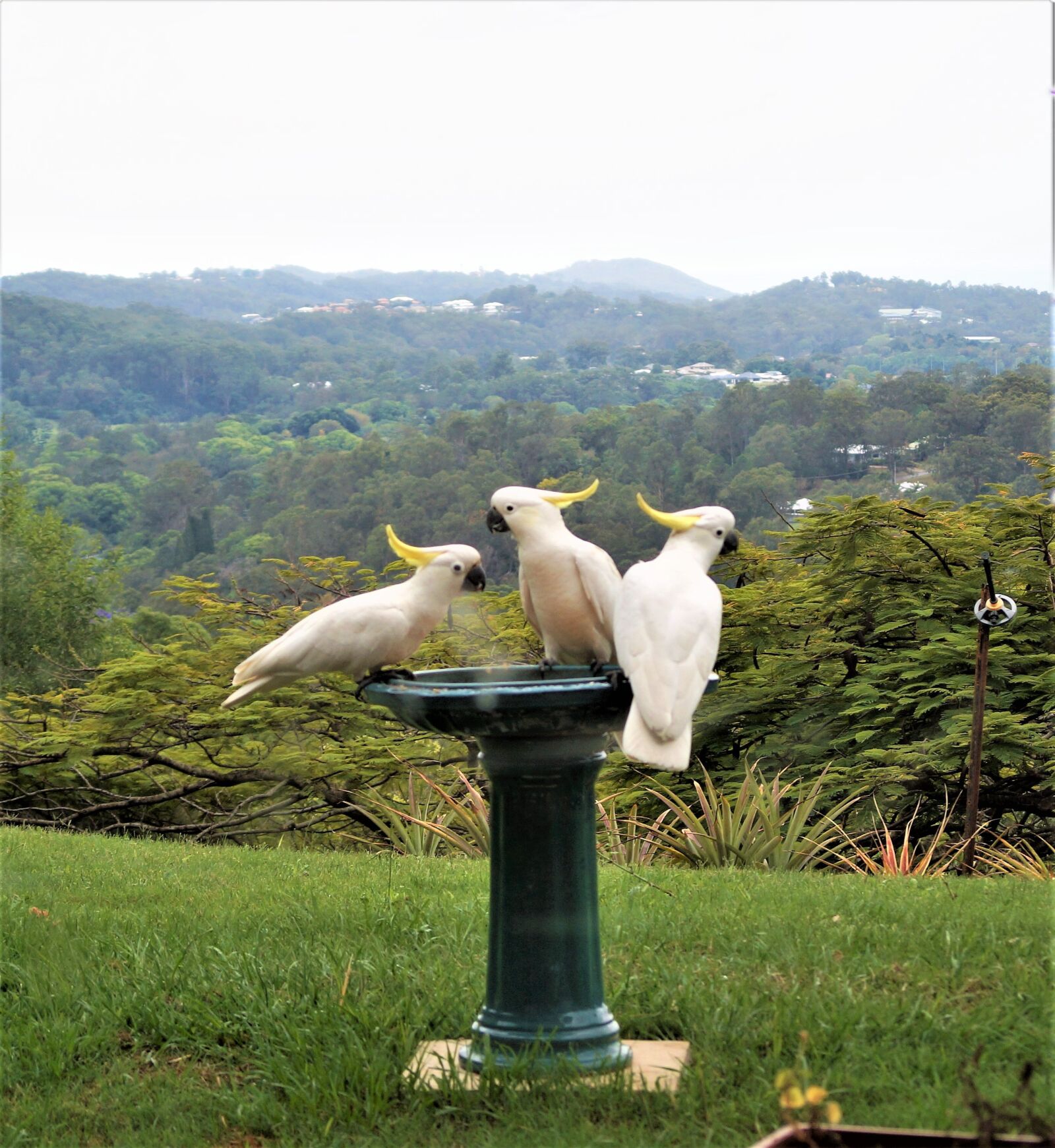 Sony Alpha a3500 sample photo. White cockatoos, white cockies photography