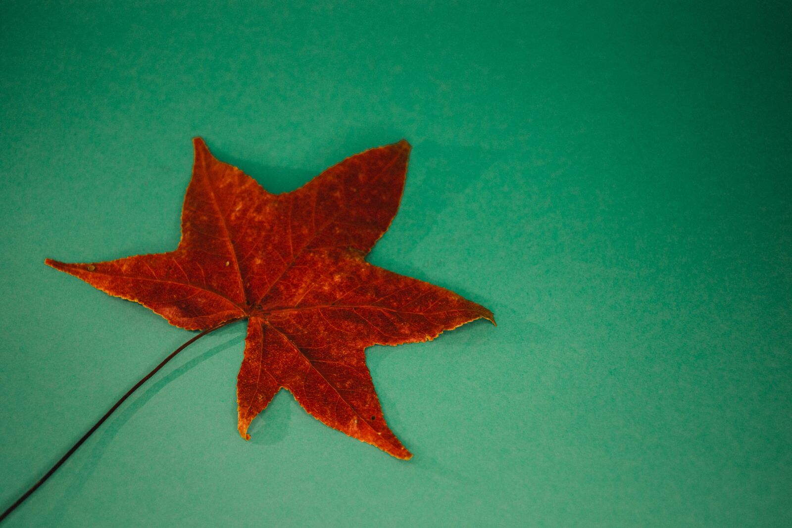 Nikon D7200 sample photo. Leaf, autumn, colorful photography