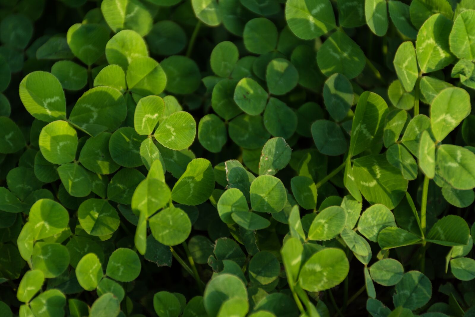 Nikon D7200 sample photo. Clover, green background, clover photography