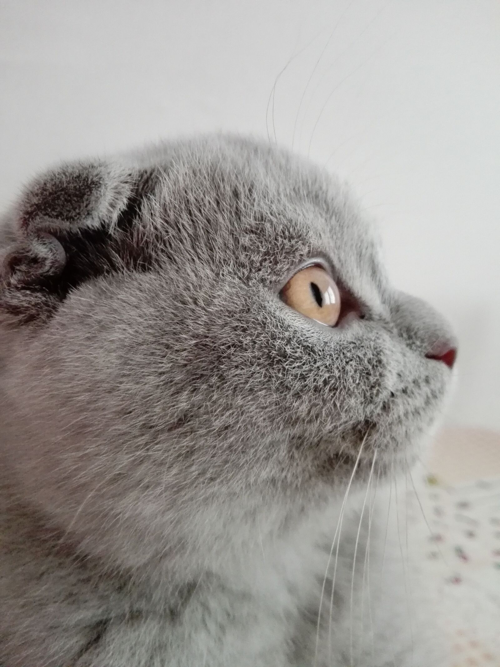 HUAWEI P8 Lite sample photo. Cat, scottish fold, lilac photography