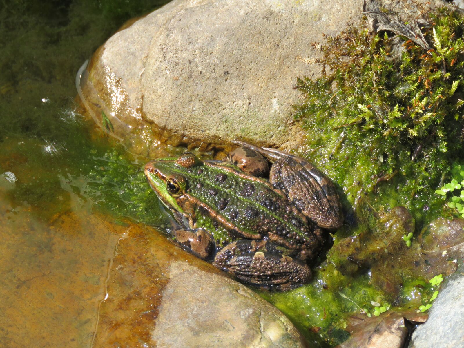 Canon PowerShot SX60 HS sample photo. Frog, water, pond photography