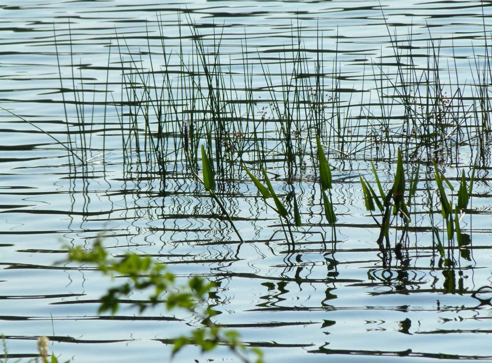 Panasonic Lumix DMC-FZ100 sample photo. Water, grass, weeds photography
