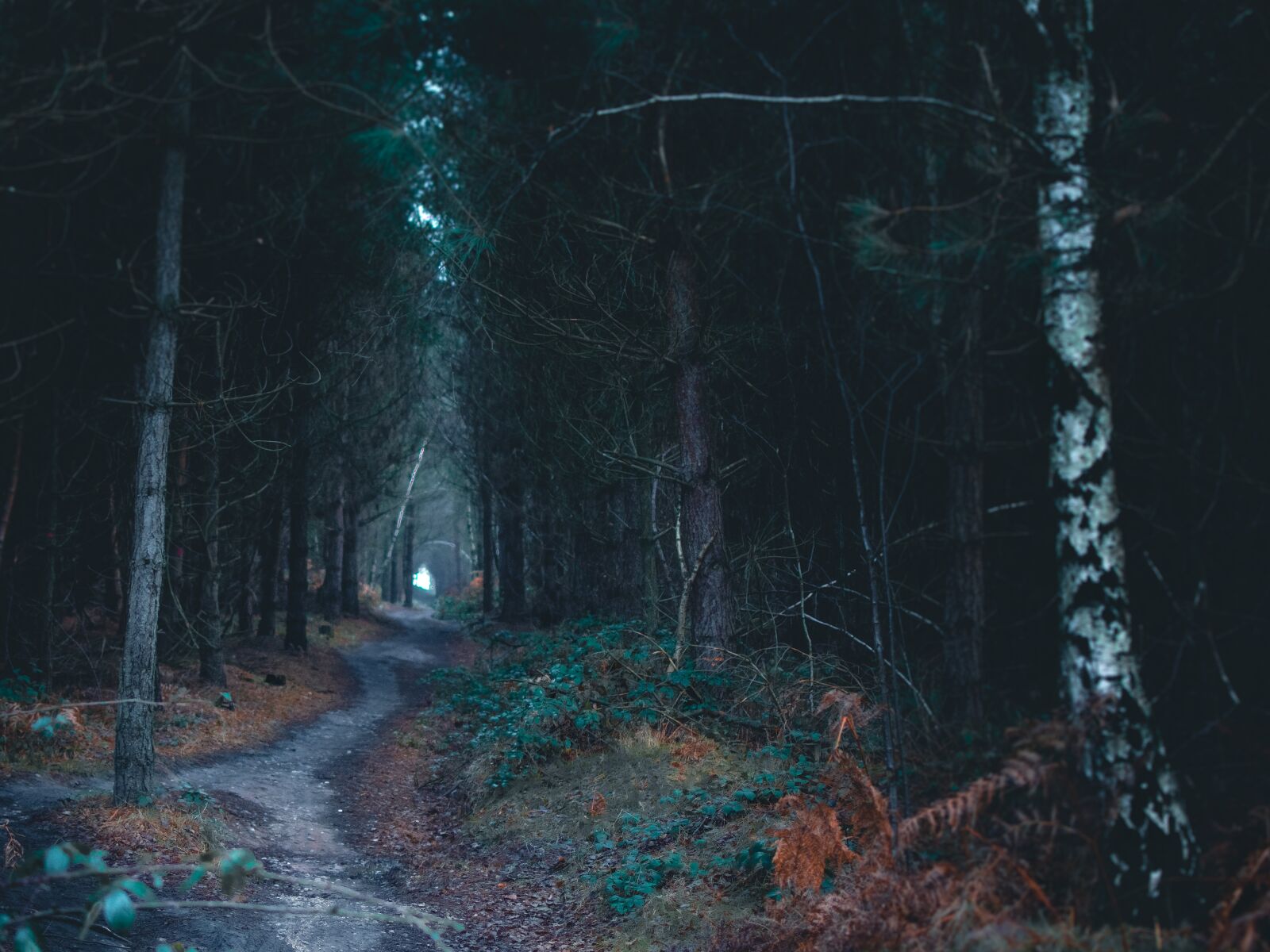 Nikon D7200 sample photo. Woods, forest, path photography