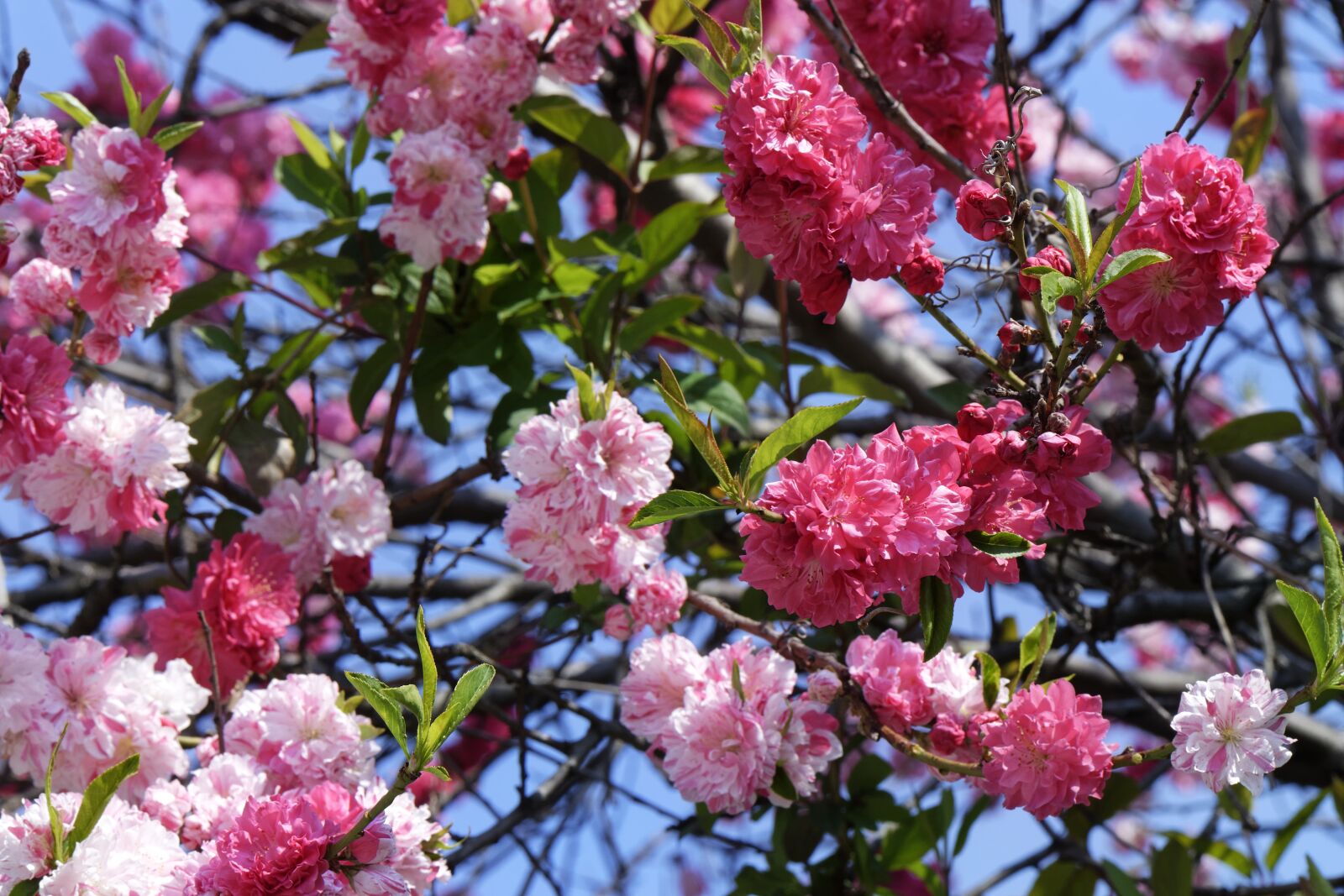 Nikon D5300 sample photo. Flowers, blooming, cherry photography