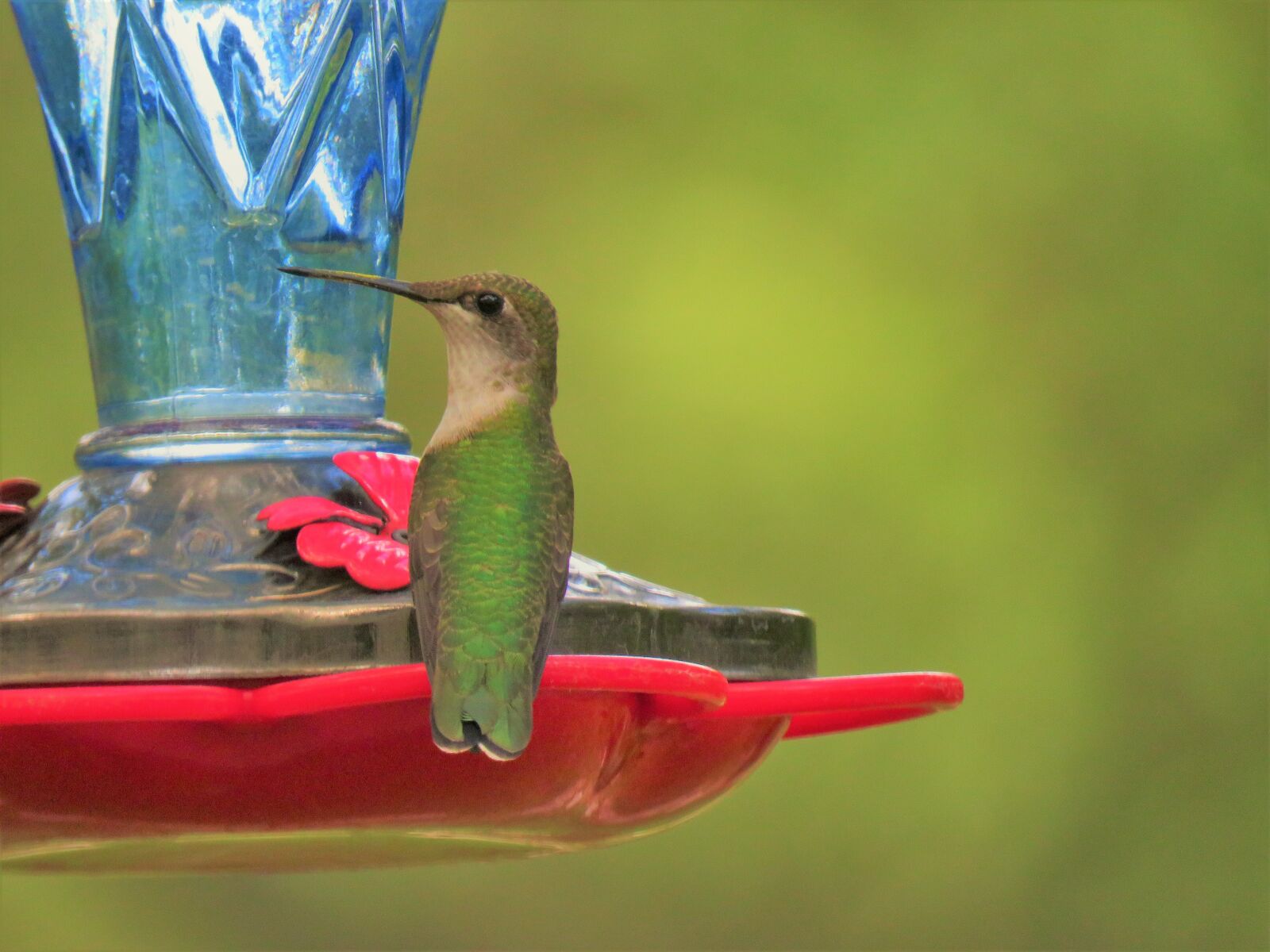 Canon PowerShot SX60 HS sample photo. Bird, hummingbird, up close photography