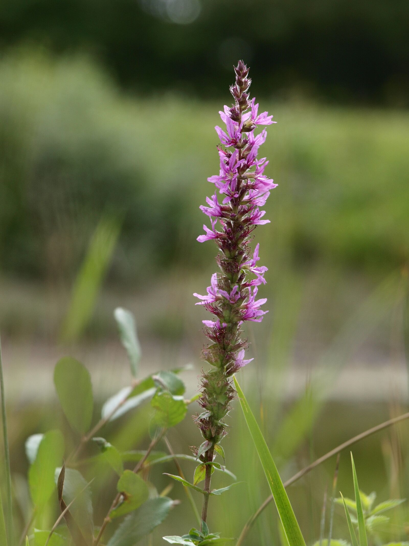 Olympus E-420 (EVOLT E-420) sample photo. Flower, meadow, nature photography
