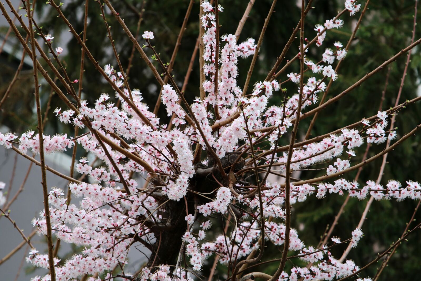 Canon EOS 750D (EOS Rebel T6i / EOS Kiss X8i) + Canon EF 70-200mm F2.8L USM sample photo. Wood, quarter, flowers photography