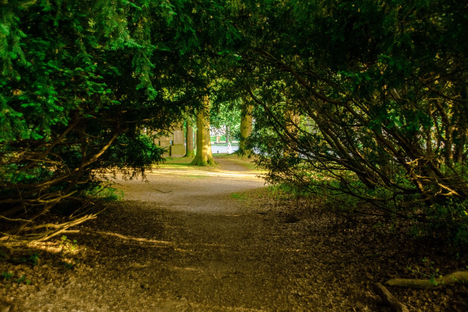 Nikon D3300 sample photo. Forest, opening, passageway photography