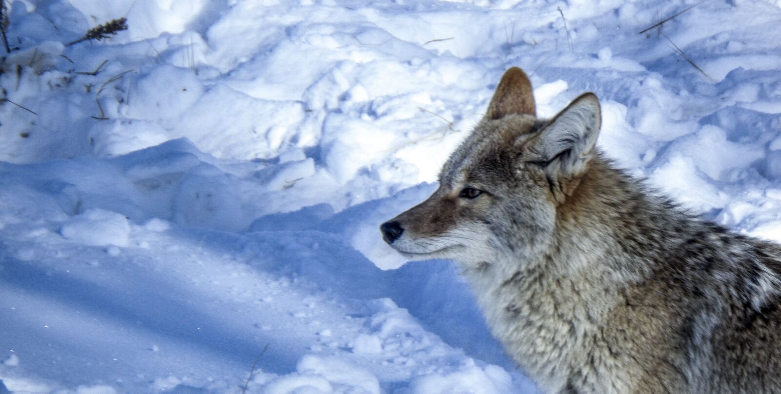 Samsung WB200F/WB201F/WB202F sample photo. Coyote, wildlife, nature photography