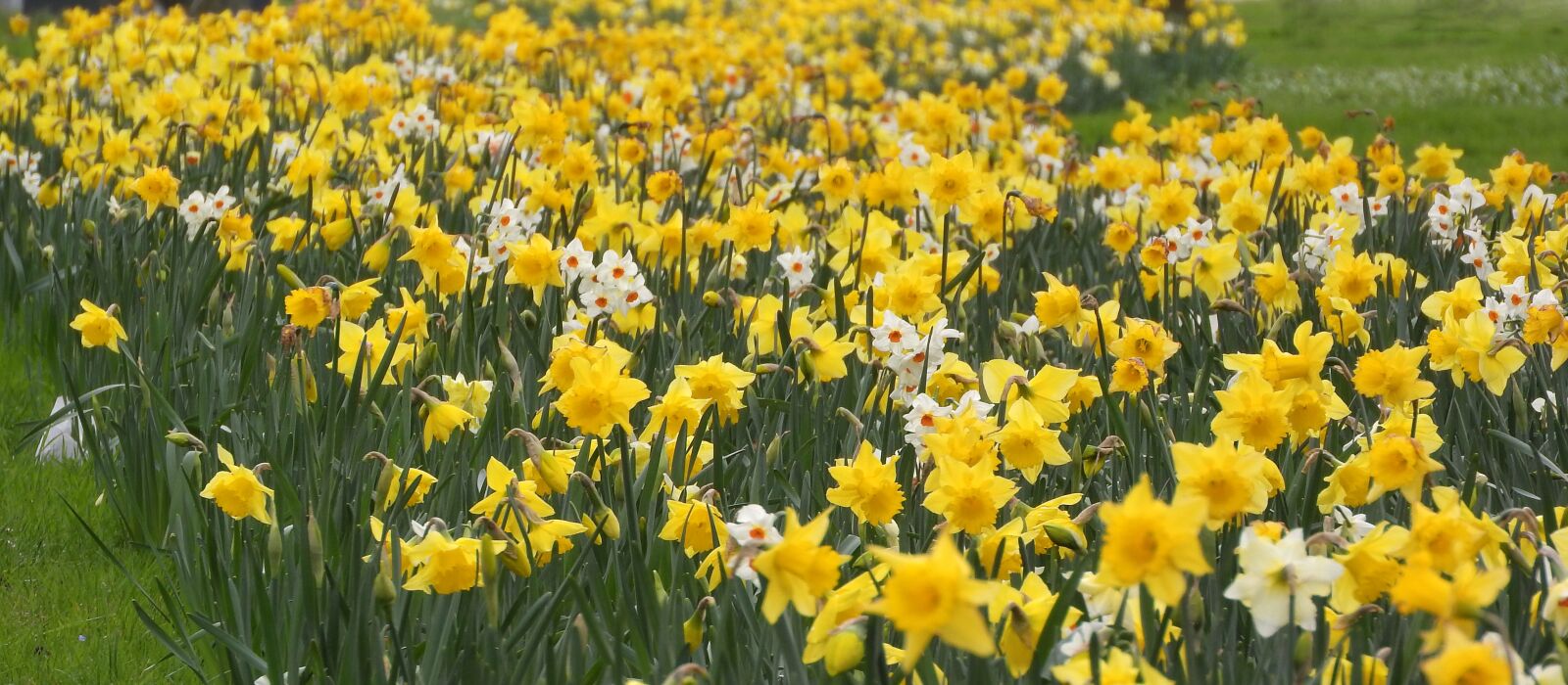 Nikon Coolpix P610 sample photo. Daffodil, daffodils, a meadow photography