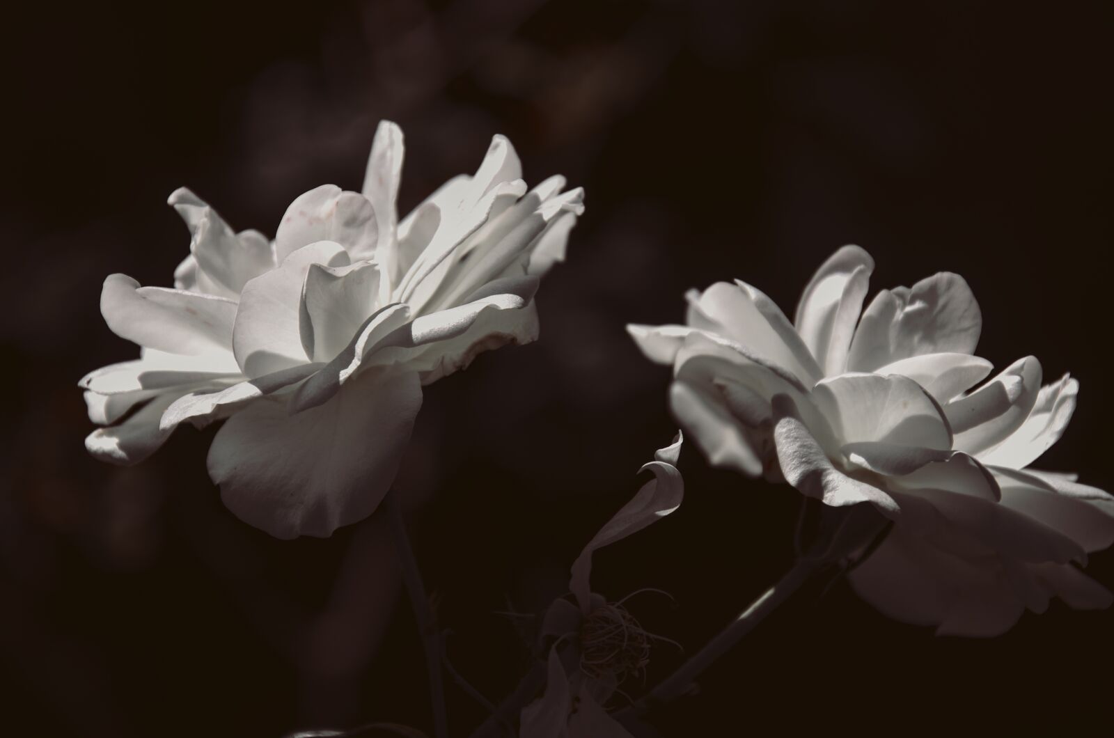 Nikon D7000 sample photo. Flowers, white, rose photography