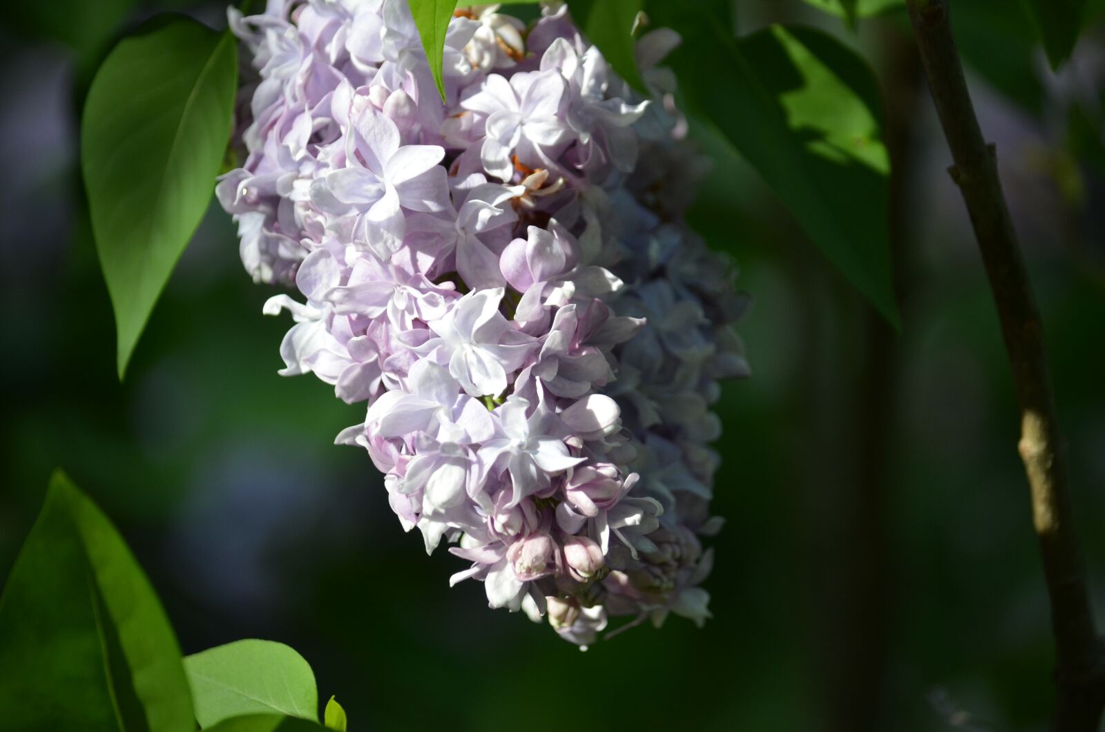 Nikon D5100 sample photo. Lilac, flowers, spring photography