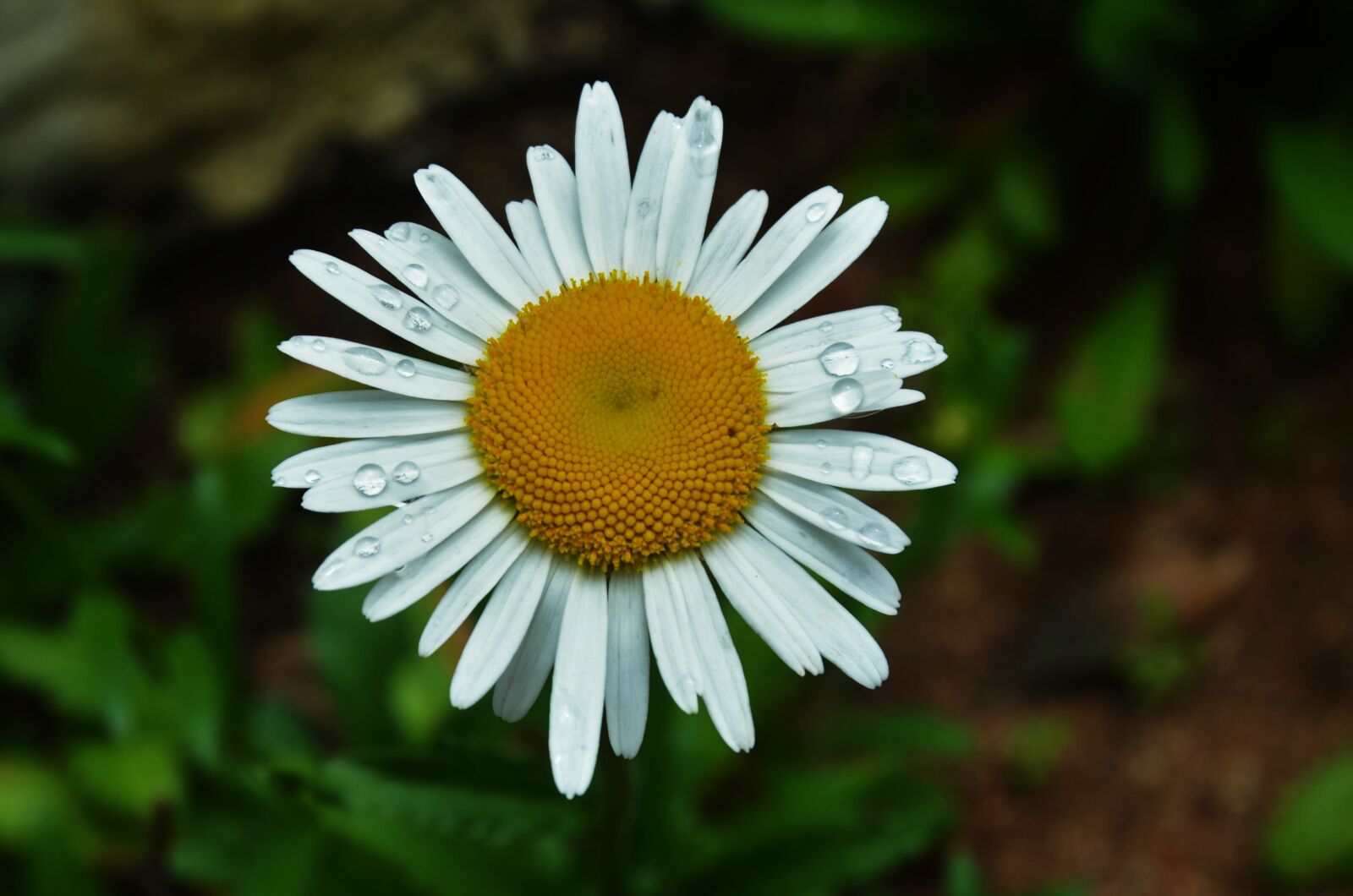Nikon D5100 sample photo. Flower, garden, nature photography