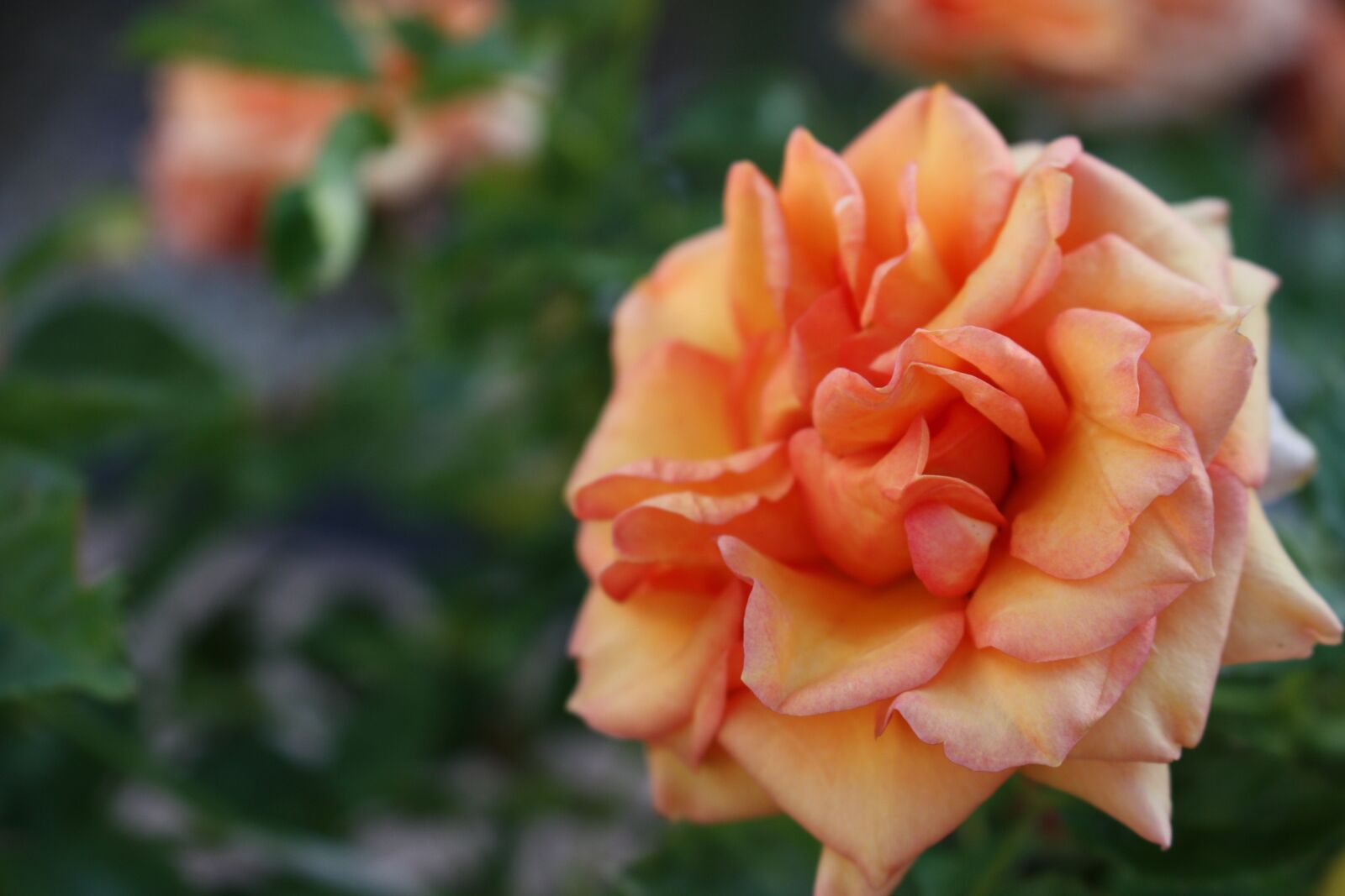 Canon EOS 450D (EOS Rebel XSi / EOS Kiss X2) sample photo. Flower, nature, leaf photography