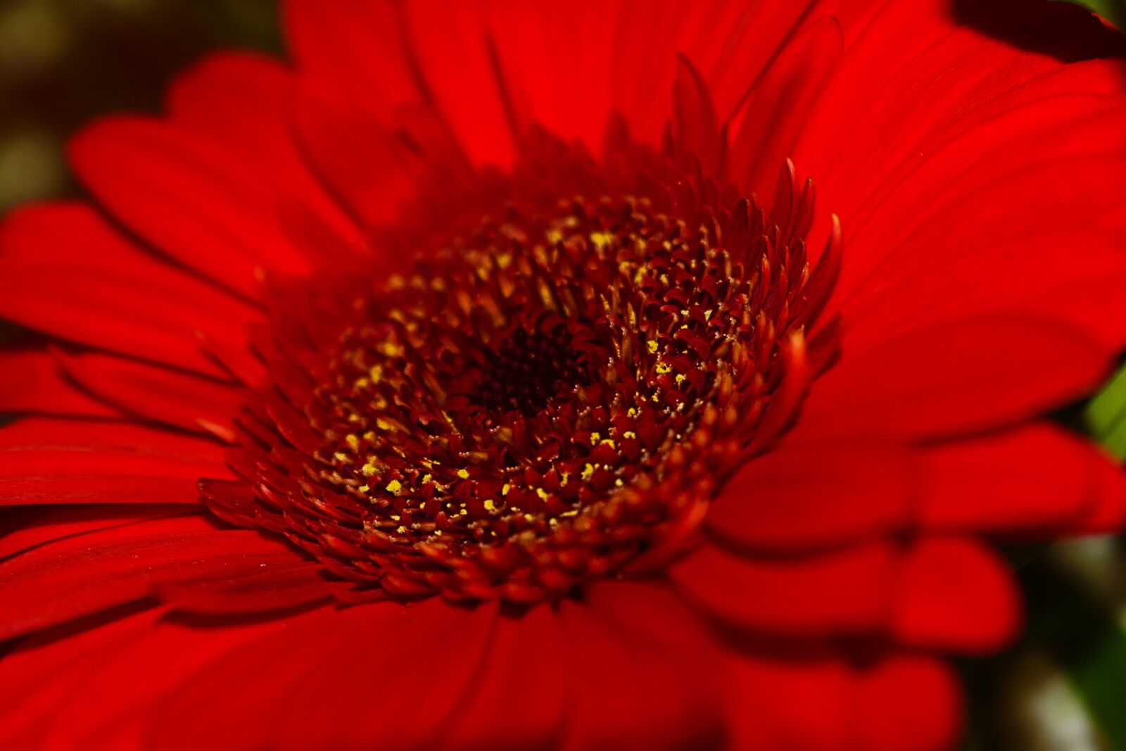 Nikon D3500 sample photo. Closeup, nature, flower photography
