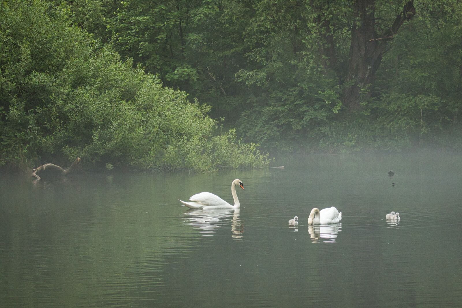 Canon EOS 750D (EOS Rebel T6i / EOS Kiss X8i) sample photo. Swan, lake, water photography