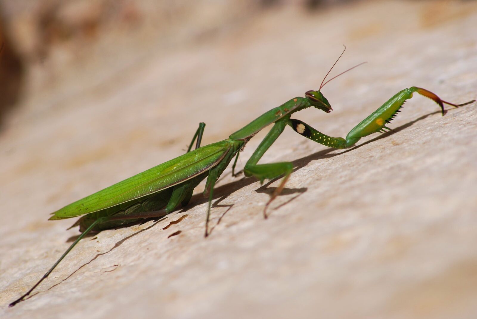 Nikon D80 sample photo. Mantis, insect, insects photography