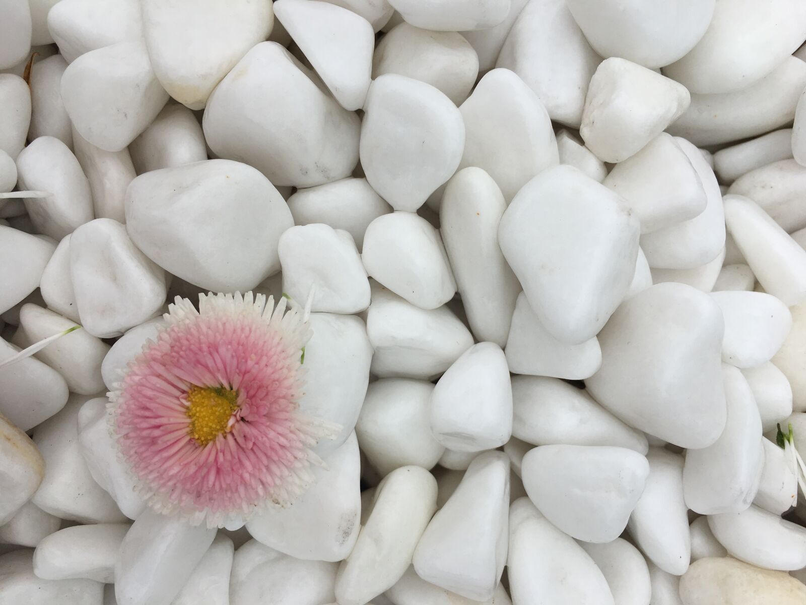 Apple iPhone 6s sample photo. Flower, daisy, nature photography