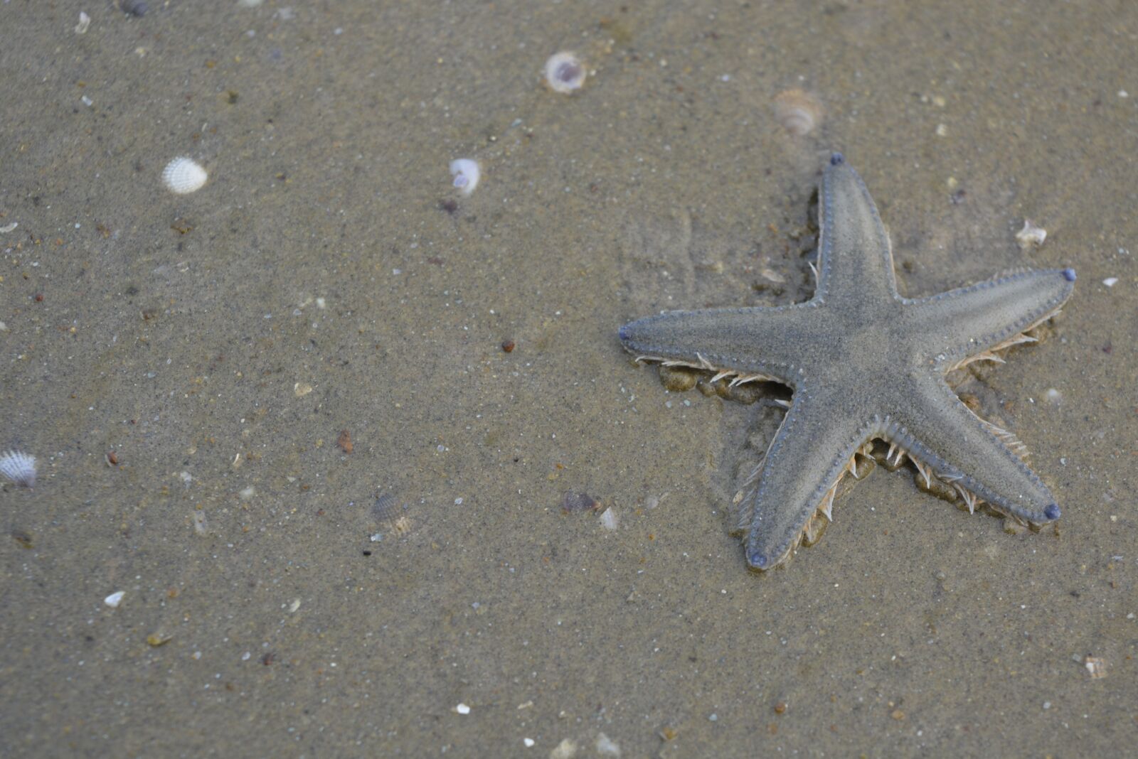 Nikon D5200 sample photo. Starfish, beach, nature photography