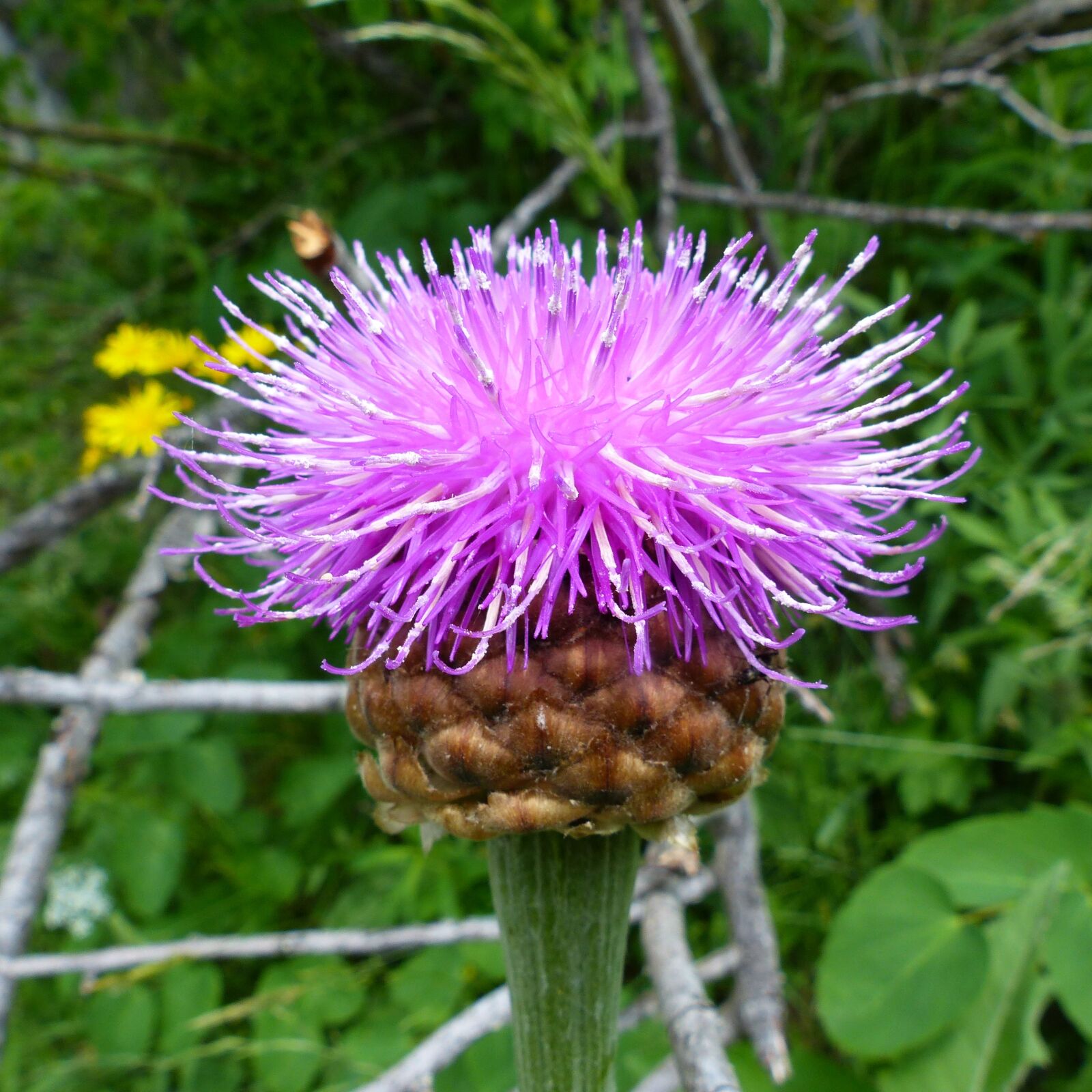 Panasonic Lumix DMC-FZ200 sample photo. Flowers, nature, macro photography