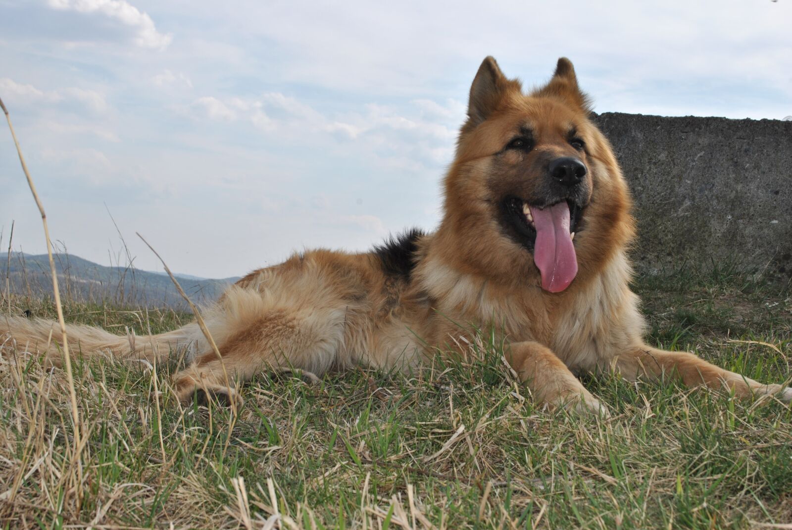 Nikon D3000 sample photo. Dog, nature, pets photography