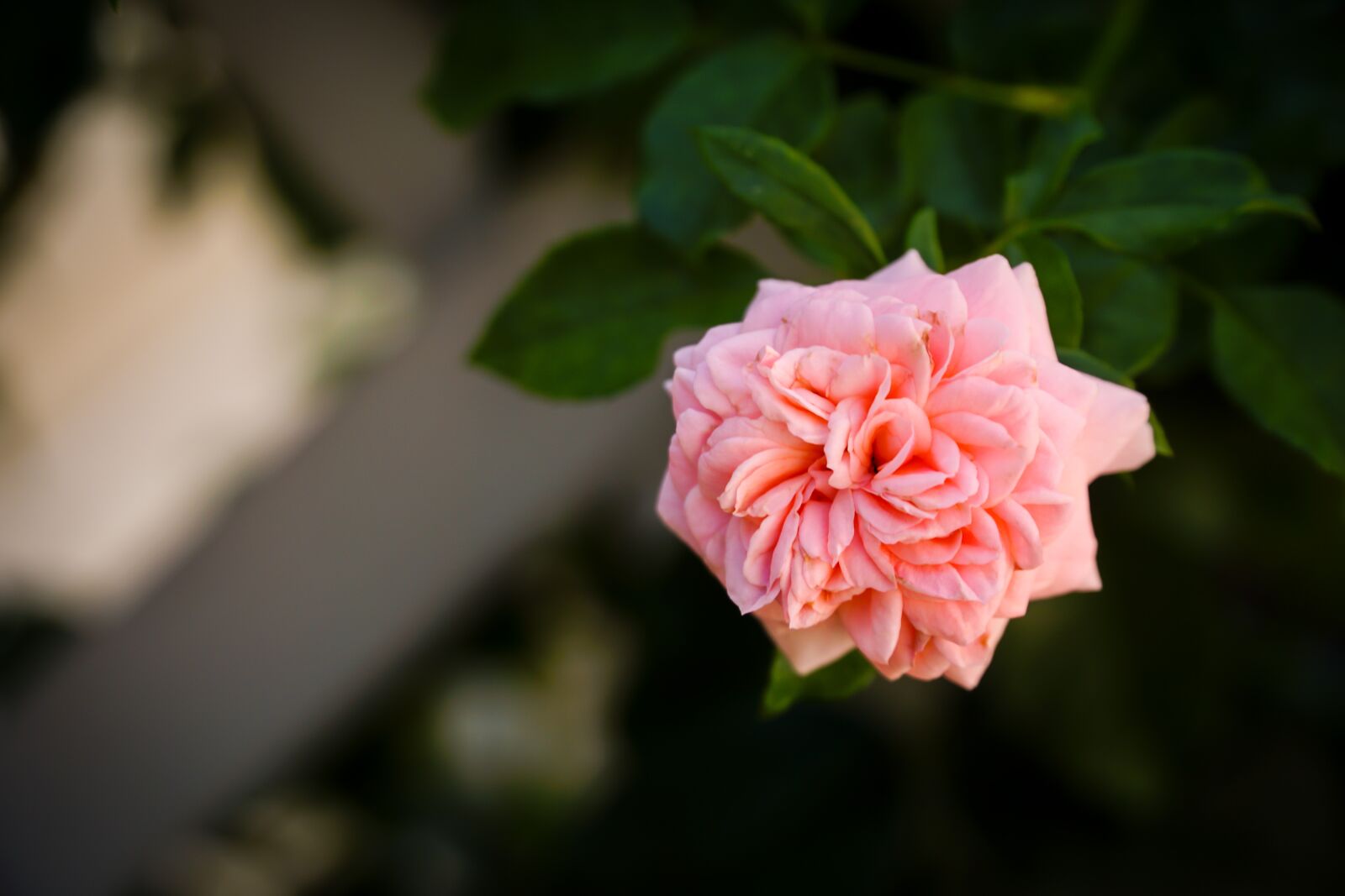 Sony a6000 + Sony E PZ 18-105mm F4 G OSS sample photo. Flower, plant, pink photography