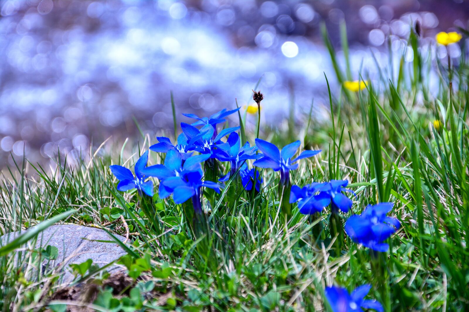 Nikon D7100 sample photo. Spring gentian, gentiana verna photography