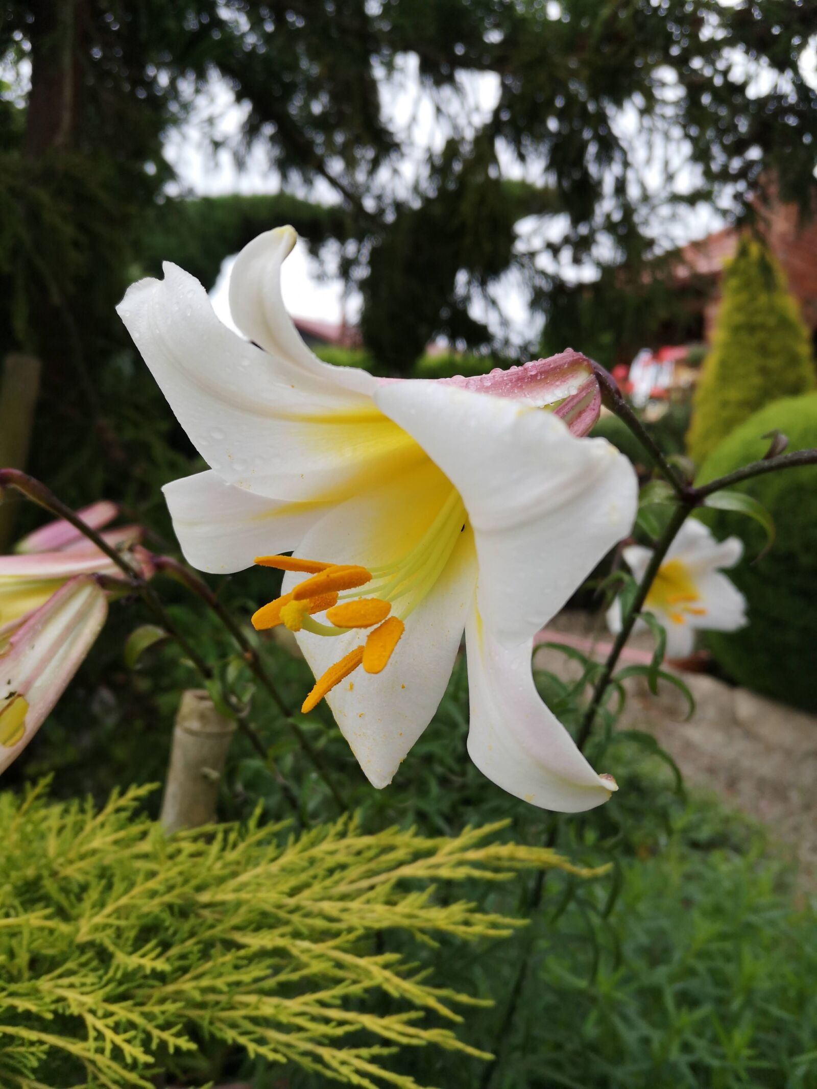 HUAWEI P20 sample photo. White, flower, garden photography