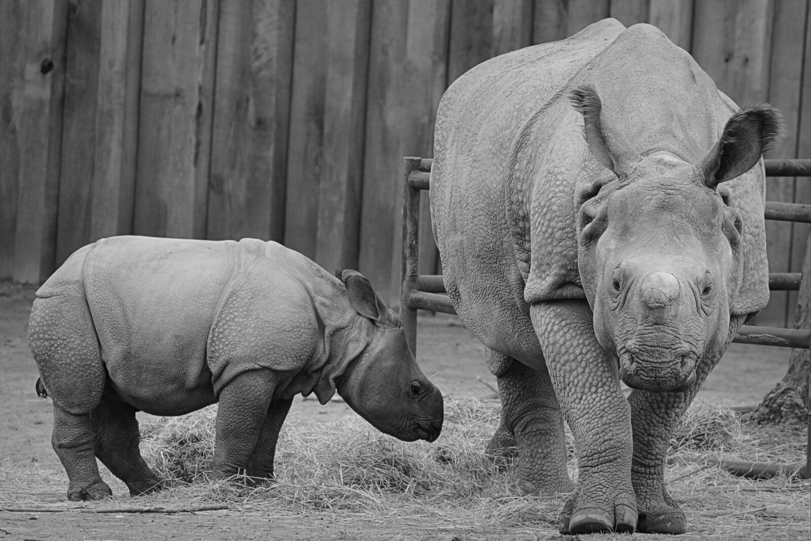 Nikon D5200 sample photo. Rhino, baby rhinoceros, animal photography