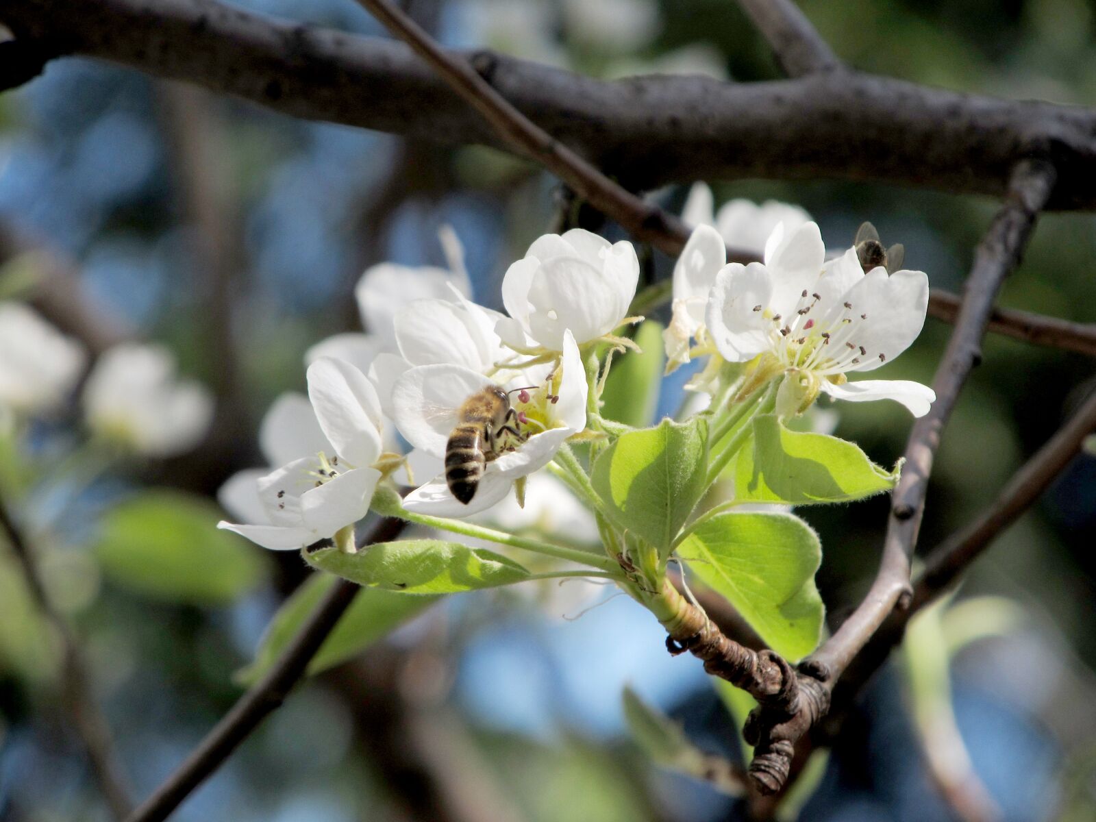 Canon PowerShot SX130 IS sample photo. Pear, flower, bee photography