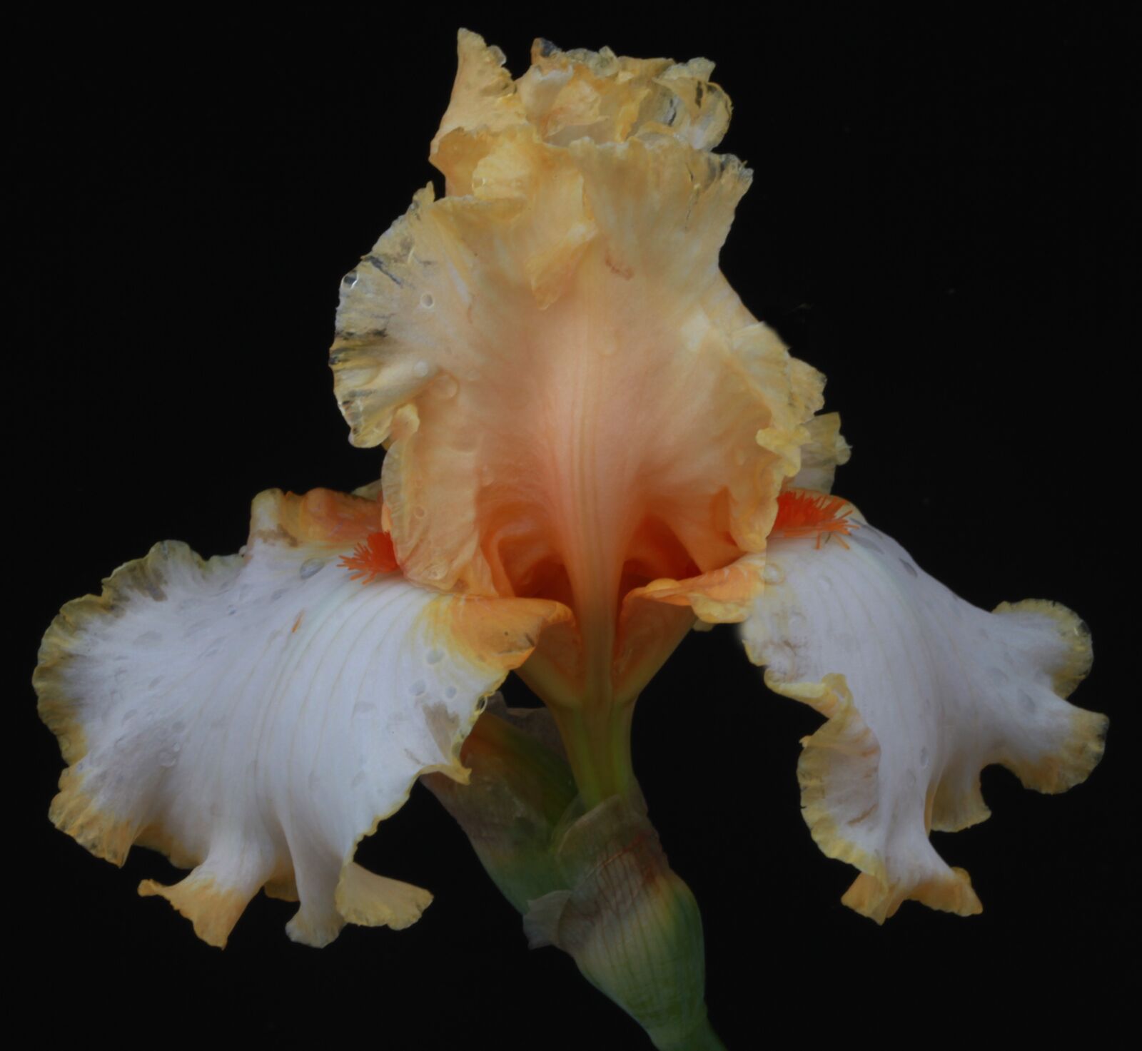 Canon EOS 5D Mark II sample photo. Blossom, botany, color photography