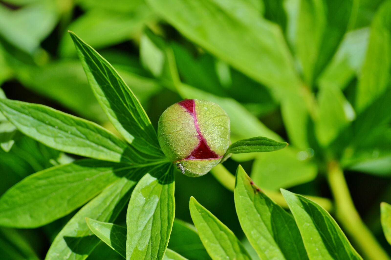 Nikon D3200 sample photo. Peony, flower, bud photography