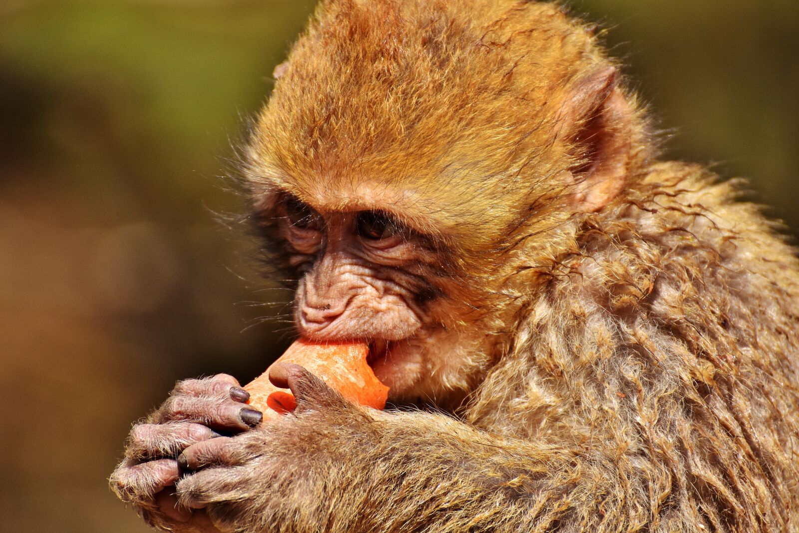 Nikon D7200 sample photo. Barbary ape, eat, carrot photography