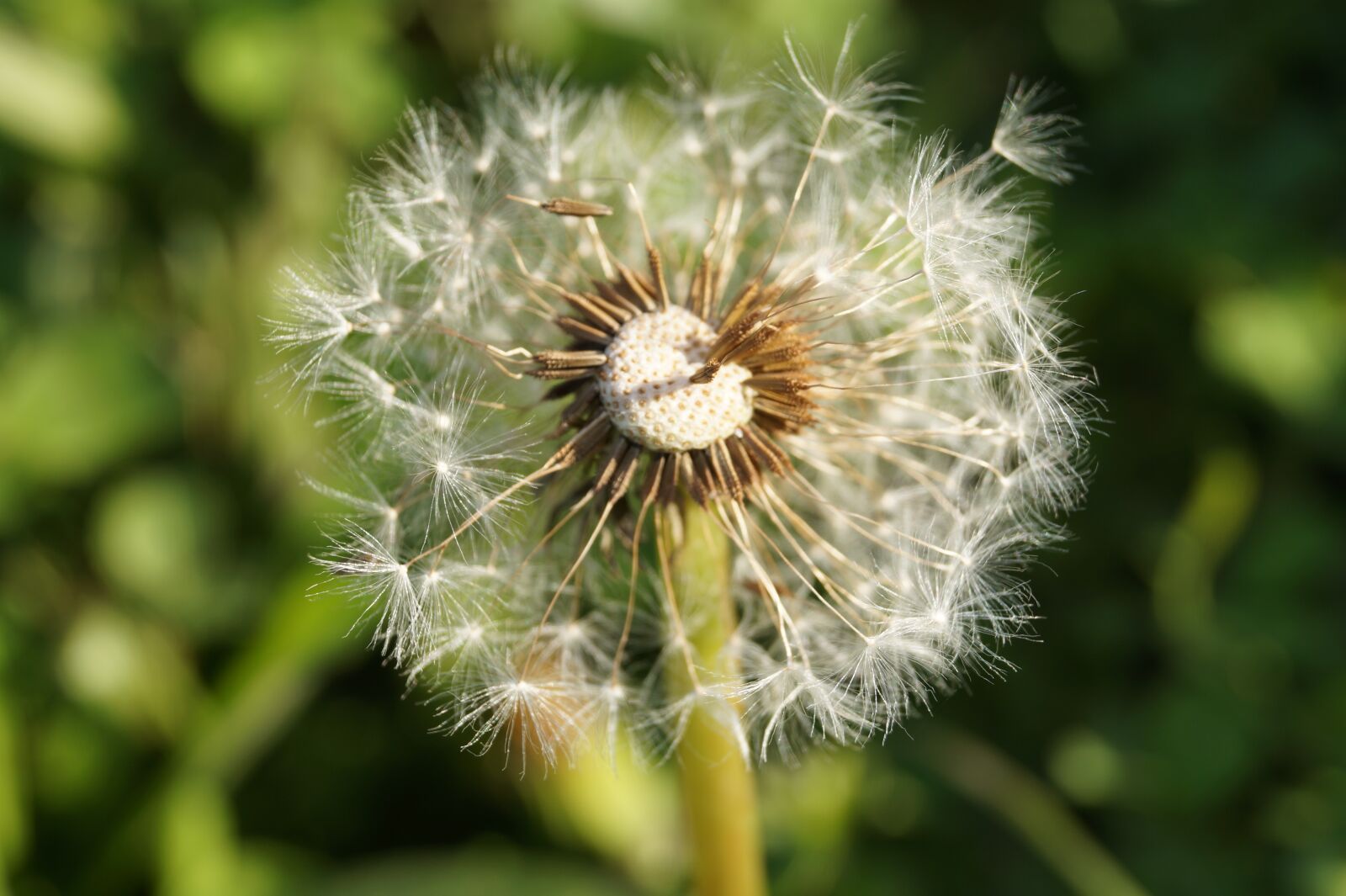 Sony DT 18-55mm F3.5-5.6 SAM II sample photo. Dandelion, close up, flying photography