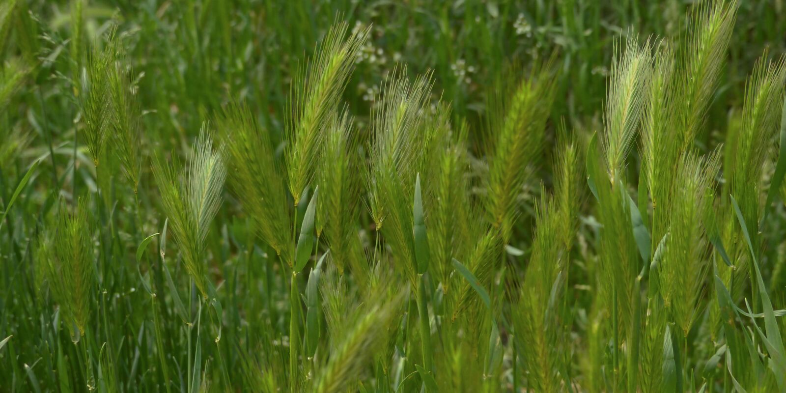 Panasonic Lumix DMC-FZ200 sample photo. Wheat, cereal, cereals photography