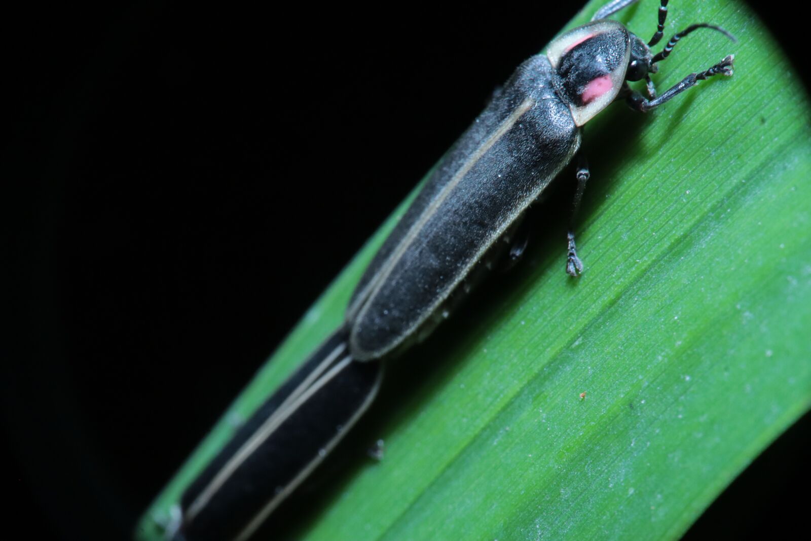 Canon EOS M50 (EOS Kiss M) sample photo. Insects, nature, garden photography