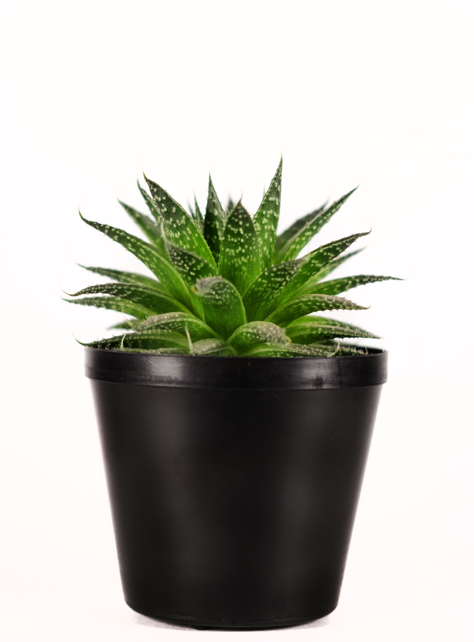 Canon EOS 750D (EOS Rebel T6i / EOS Kiss X8i) sample photo. Plant, nature, green photography