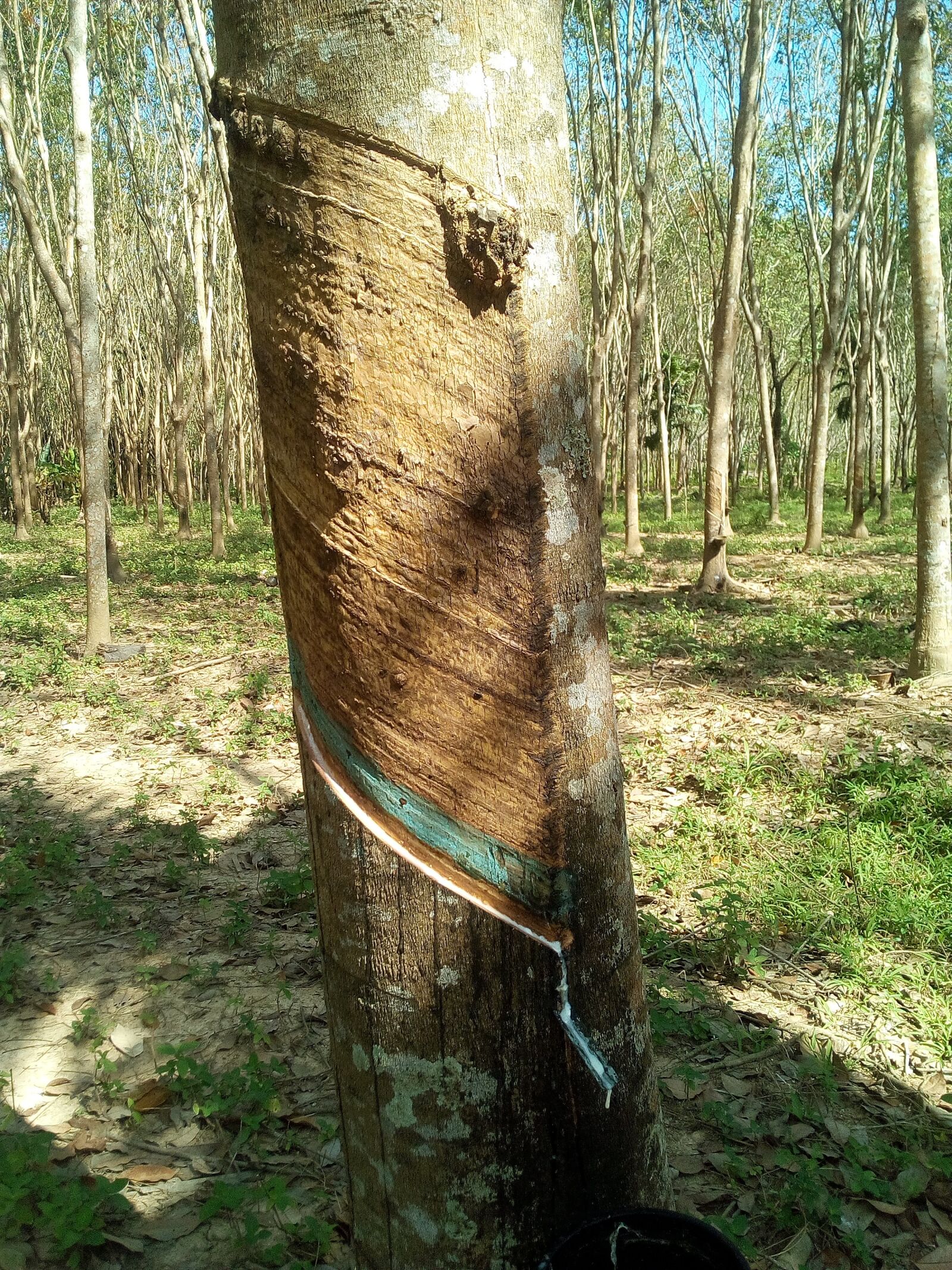 WIKO LENNY3 sample photo. Rubber tree, tree, resin photography