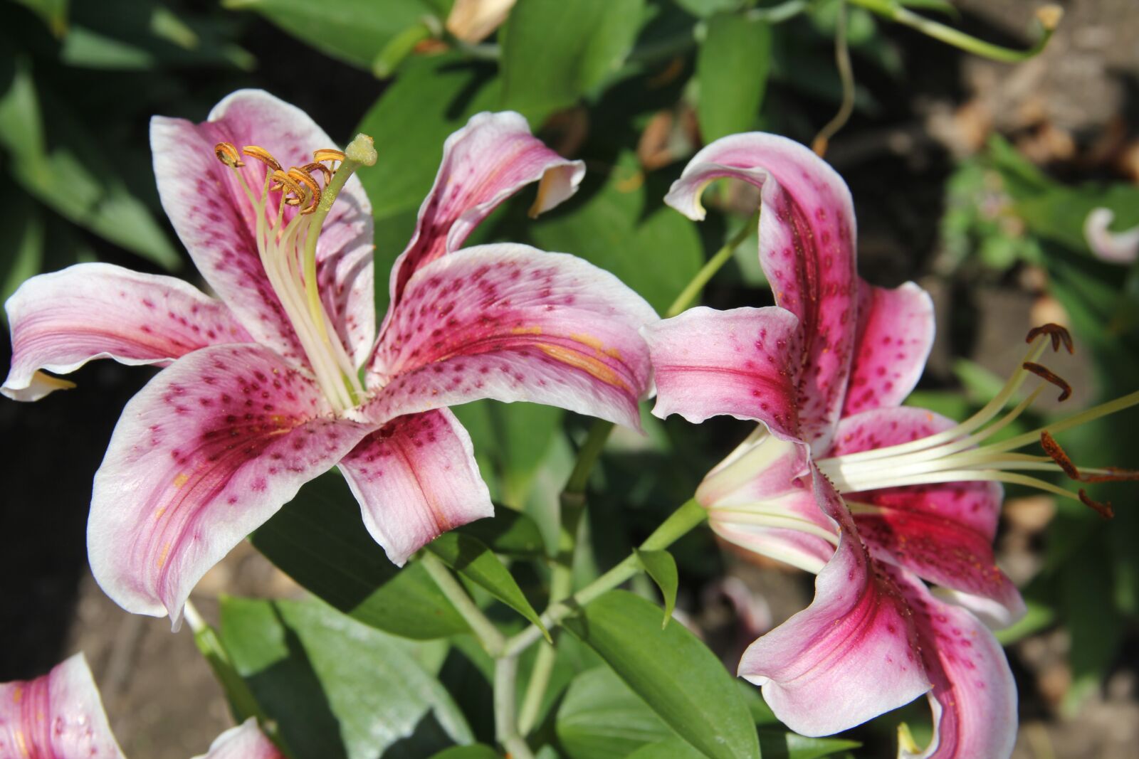 Canon EOS 60D sample photo. Lilies, flowers, pink photography