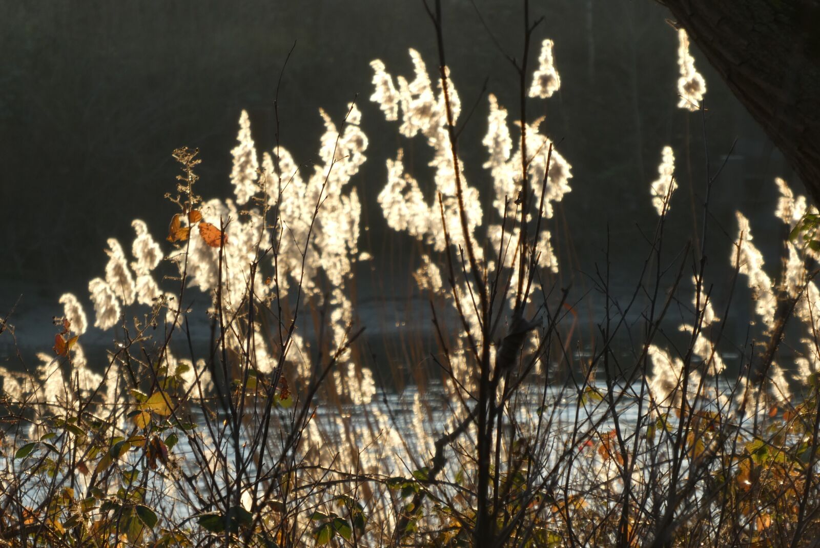 Panasonic Lumix DC-ZS70 (Lumix DC-TZ90) sample photo. Reed, against light, ditch photography