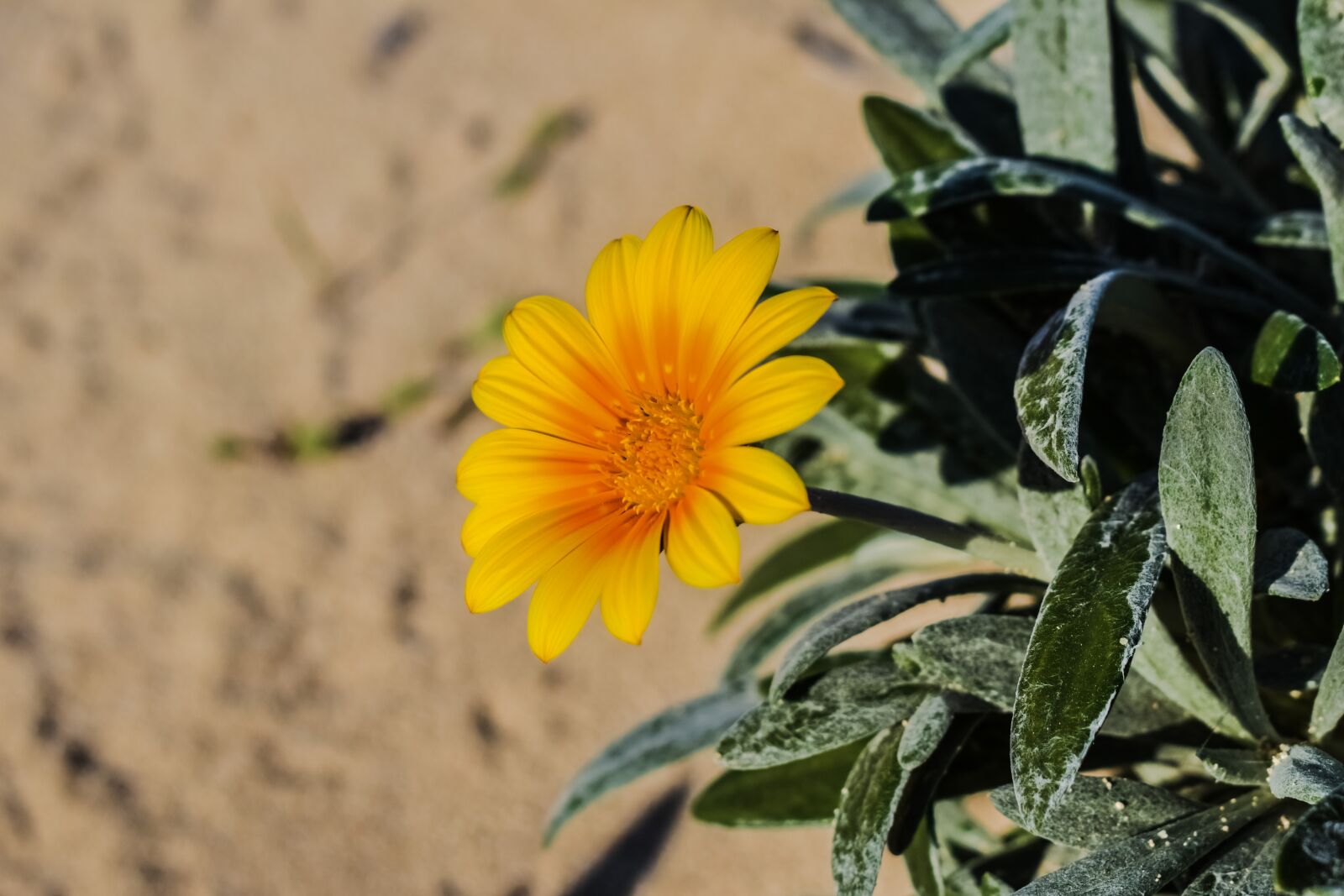 Nikon D3300 sample photo. Flower, yellow, plant photography