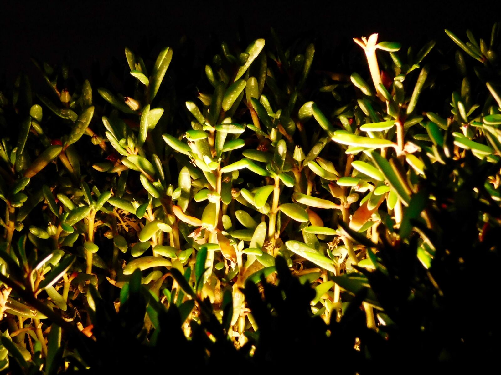 Nikon Coolpix B500 sample photo. Dubai, effect, green, leaf photography