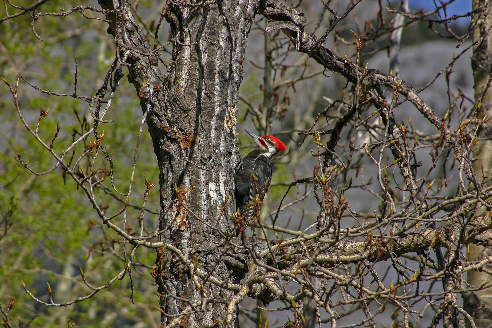Canon EOS 300D (EOS Digital Rebel / EOS Kiss Digital) sample photo. Tree, bird, nature photography