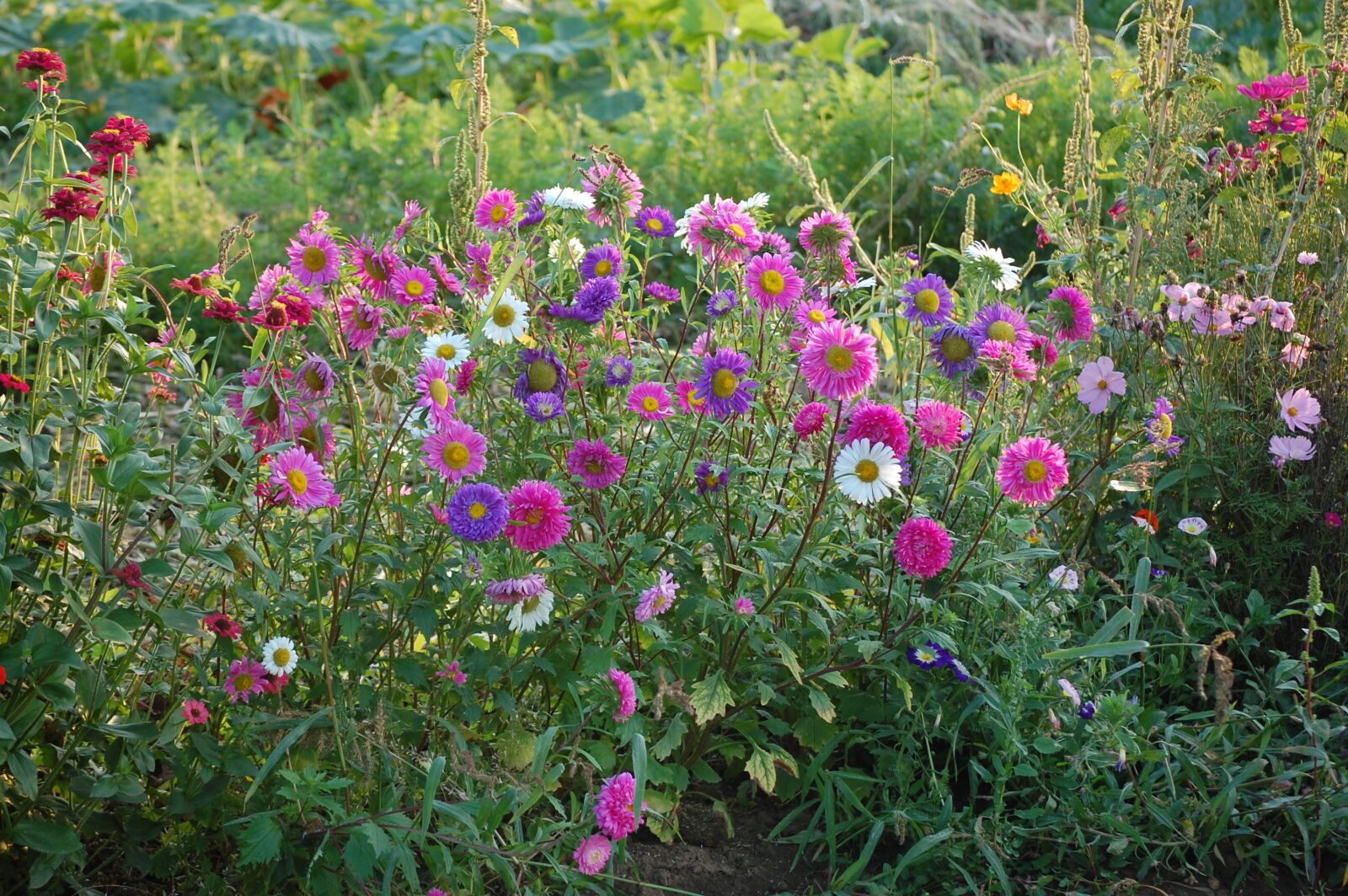 Nikon D40 sample photo. Flower, bed, garden photography