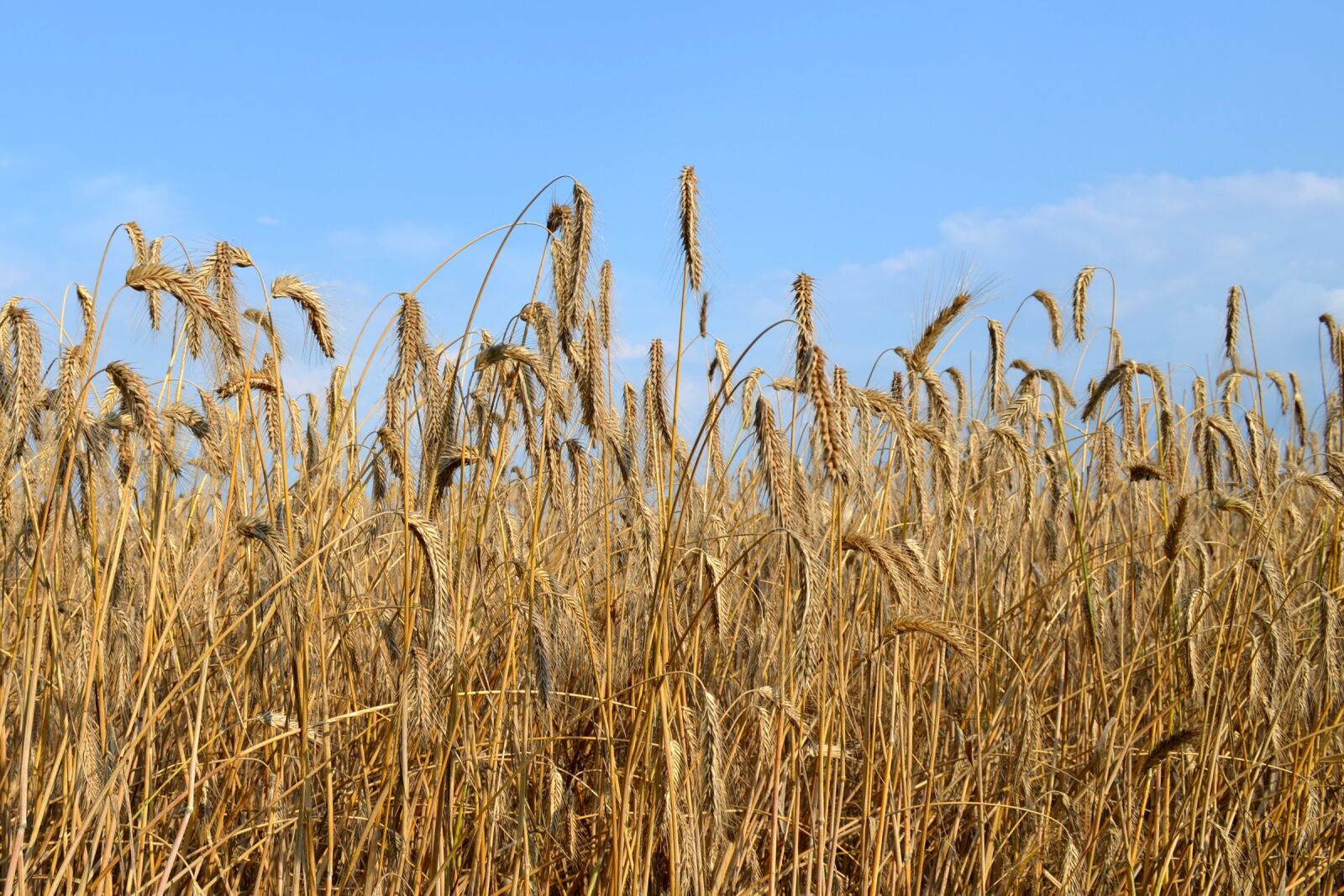 Nikon D5100 sample photo. Cereals, spike, summer photography