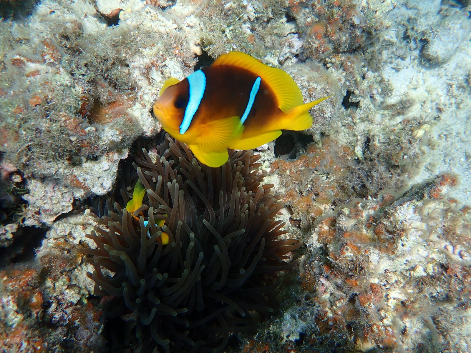 Olympus TG-5 sample photo. Diving, clownfish, fish photography