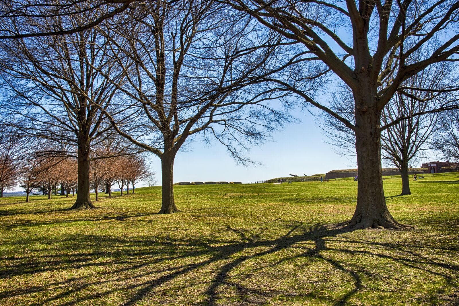 Nikon D7200 sample photo. Tree, landscape, nature photography