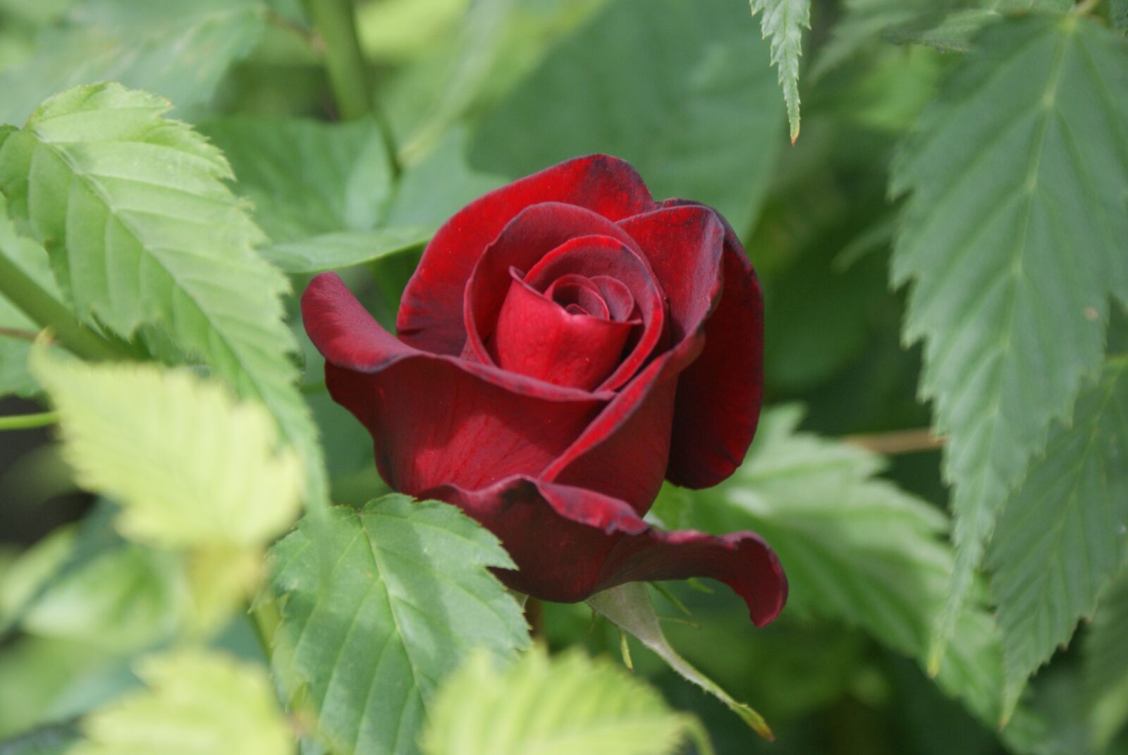 Sony Alpha DSLR-A200 sample photo. Flowers, rose, freshman photography